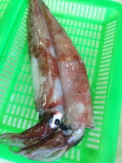 イカのゲソとヒレ 魚正