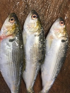 こはだ 魚正