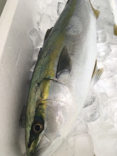 ふくらぎ ハマチ 魚正